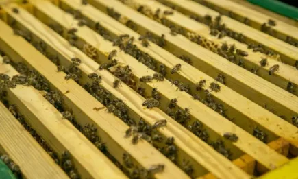 Сушата силно навреди на пчеларите в Южна Европа