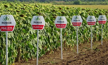 Георги Маринов, председател на ЗК Победа: Кортева е ненадмината при селекцията на пролетни култури!