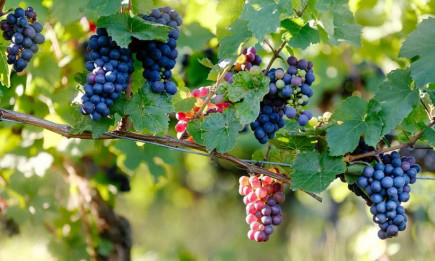 Уведомление за влязъл в сила делегиран Регламент на ЕК