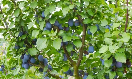 Как да се справите с неприятеля Дрозофила Сузуки