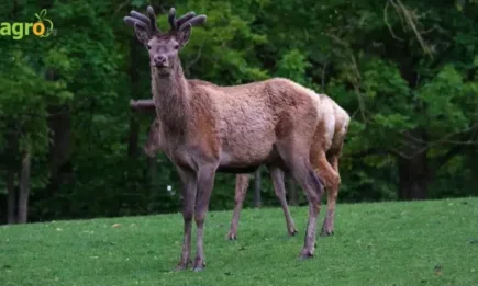 Благородни елени унищожават земеделски култури в Русенско