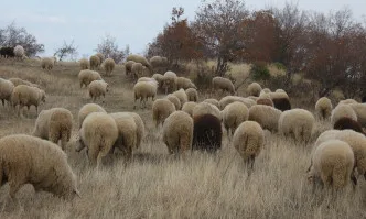 Вече е ясно колко ще получат животновъдите за обвързана подкрепа за 2020 г.