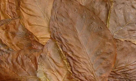 С още един месец се удължава срокът за вписване на тютюнопроизводителите в публичния регистър за реколта 2021 г.