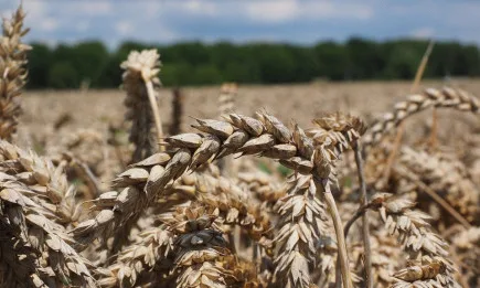 Бразилия се отваря за модифицирана пшеница