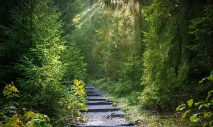 Предстоят промени в Закона за горите