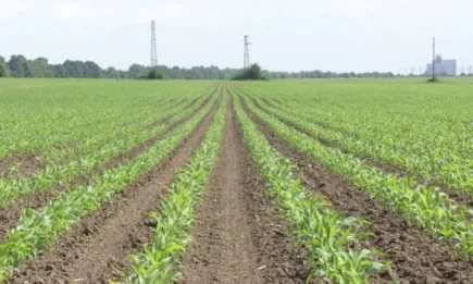 Цените на основните зърнени контракти продължават да се движат в различни посоки