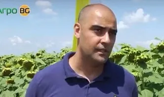 Перфектна растителна защита в слънчоглед