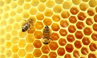 Добри практики в пчелина през есента