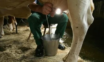 Ниски изкупни цени на млякото, спад в производството у нас