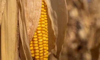 Нови хибриди при пролетните култури и нови решения за борба с болестите