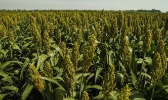 Европейските фермери – с повишен интерес към соргото