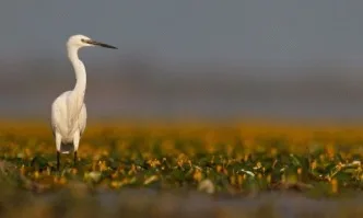Една от първите унищожени защитени зони от Натура 2000 е на няколко километра от столицата