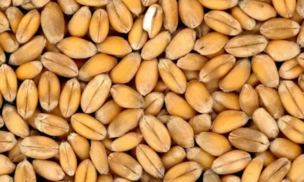 Русия опитва да продаде открадната от Украйна пшеница