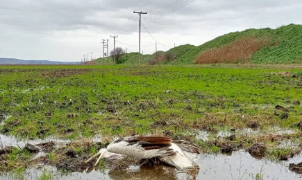 Загина първият къдроглав пеликан със сателитен предавател, поставен в България