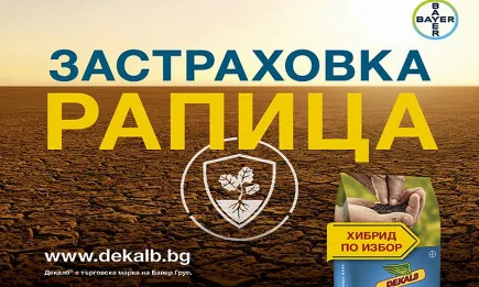 Защо рапица?