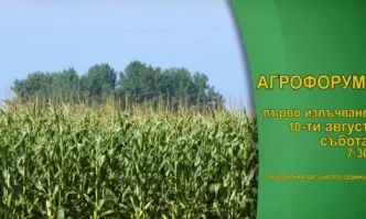 В Агрофорум ще ви покажем: Край село Равно поле очакват впечатляващи добиви от царевицата. Защо?