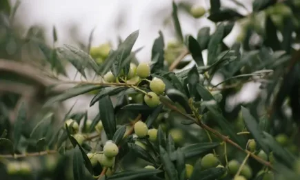 Испанските производители на маслини са ощетени заради американски мита