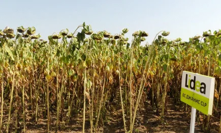 Жегата не уплаши иновативните фермери, които търсят най-доброто за своите полета