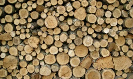 170 акта за нарушения съставиха служители от Изпълнителна агенция по горите и регионалните дирекции по горите