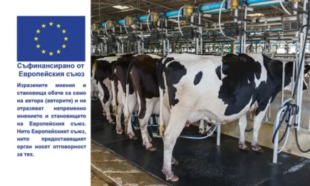 Как да получите обвързано подпомагане за млечни крави