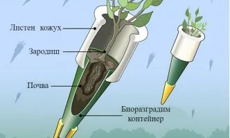 Самолети могат да засаждат 1 милиард дървета годишно със семенни бомби