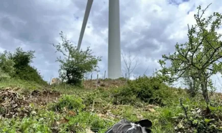 Черен лешояд, тежко ранен при сблъсък с ветрогенератори в Източни Родопи, Гърция