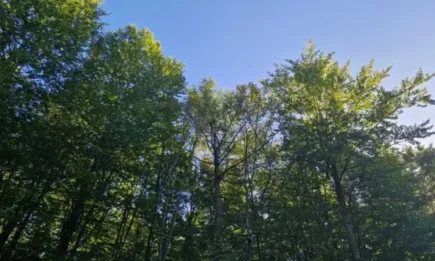 За последните 100 години горите у нас са увеличили територията си близо 2 пъти