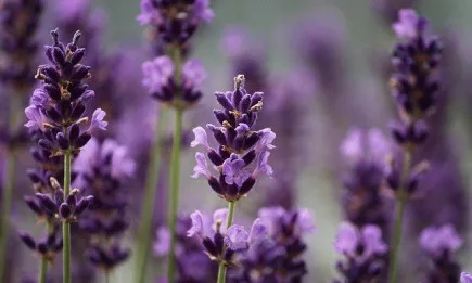 Министър Бозуков ще открие Националния фестивал на лавандулата