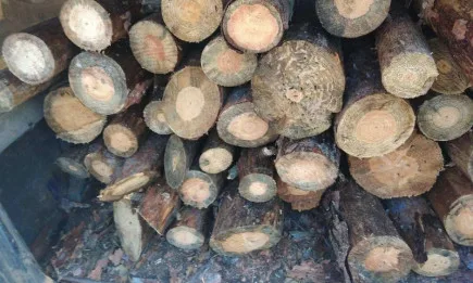 Служители на РДГ- София съставиха 15 акта за нарушения на Закона за горите