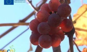 Как се промени българското земеделие в рамките на европейската аграрна политика