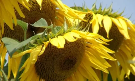 Европейски земеделски организации искат мерки срещу неограничения внос от Украйна