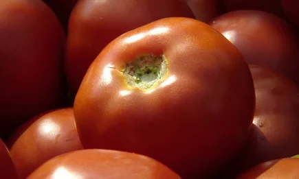 100 000 лева се отпускат за сертифициране на стопанствата по стандарта GLOBALG.A.P.