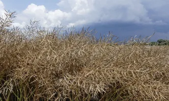 Нулева година за рапицата, ако не бяха листни немски торове