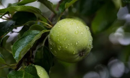 Стопаните кандидатстват за зимни пръскания от 11 октомври