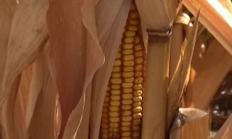 Отлични хибриди, успешна жътва, доволни фермери