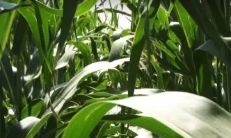 Портфолио Фарм – мащабна платформа на Corteva Agriscience™