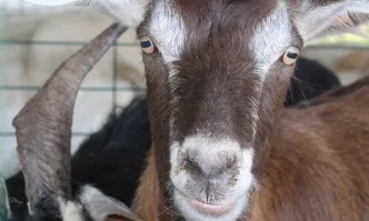 Овцевъди и козевъди получиха 16 млн. лв. преходна национална помощ за Кампания 2019