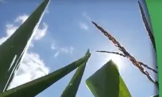 Растителна защита за опазване на пшеница