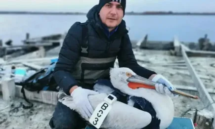Поставени са сателитни предаватели на още два къдроглави пеликана в България