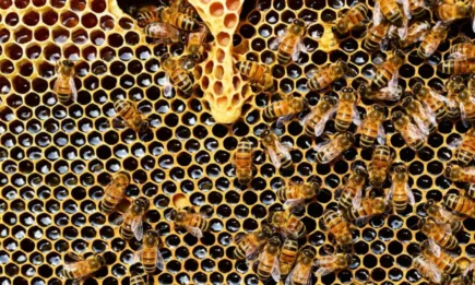 Отпускат се 18 000 лева за пчеларите, произвеждащи Странджански манов мед