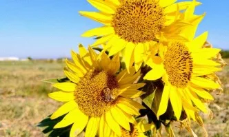 От днес пчеларите кандидатстват за de minimis