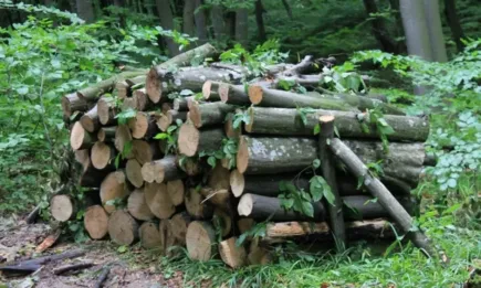 Почти на 100% са задоволени заявките от дърва за огрев в община Шумен