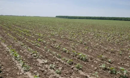 Основните култури по борсите тръгнаха надолу