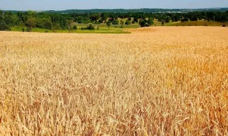 Украйна с рекордна реколта