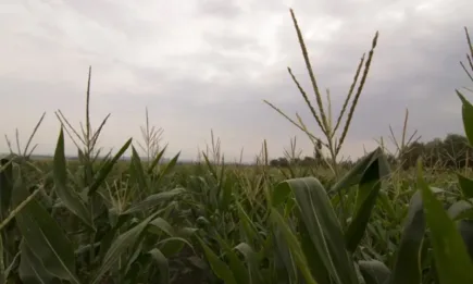 Министър Гечев: От следващата седмица земеделците могат да кандидатстват за държавната помощ от 426 млн. лева