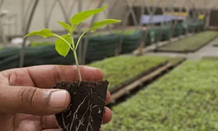 11 държави от ЕС искат отмяна на националните цели за намаляване на пестицидите