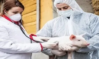 Експерти от ЕС на посещение заради чумата по свинете