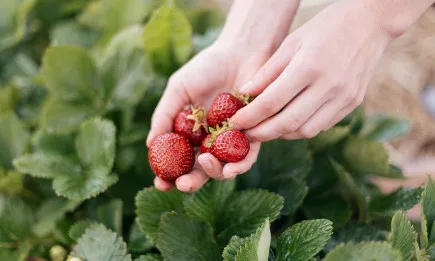 Отглеждане на ягоди при високопланински условия - начини на отглеждане и възможности за минимизиране на агротехническите мероприятия