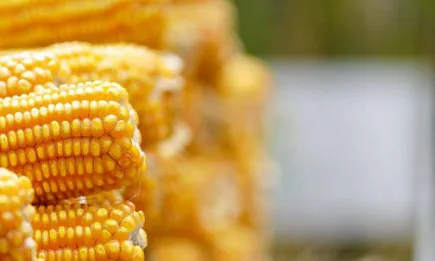 Аржентина забрани износа до края на февруари