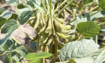 Европа е на път да постигне рекордна реколта от соя